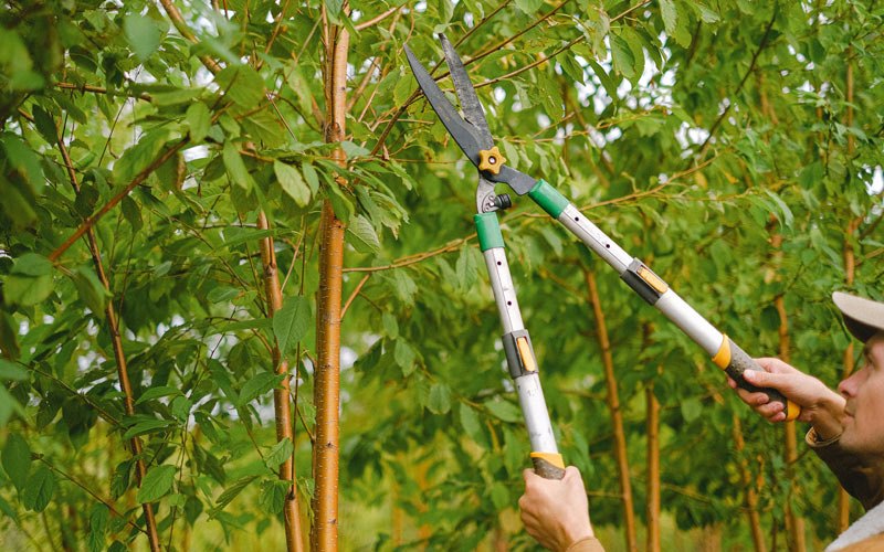 Tree trimming in Scotts Valley, CA