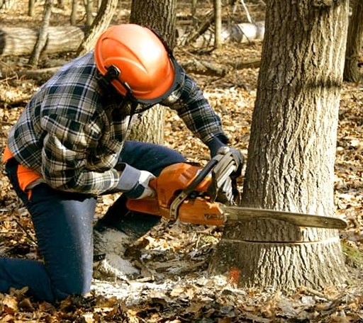Tree Removal in Scotts Valley, CA